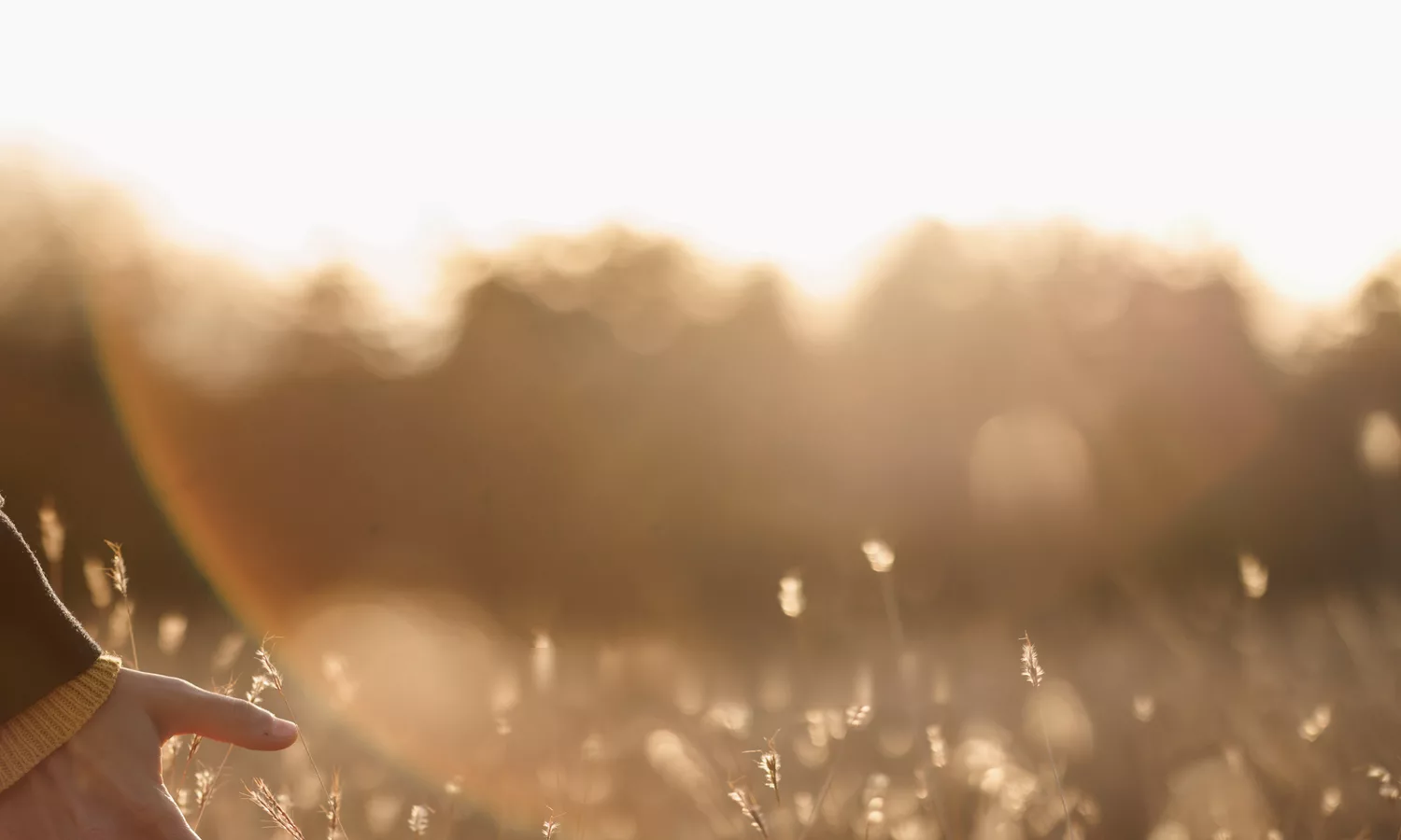 Lumière du soir sur un champ d’herbes folles